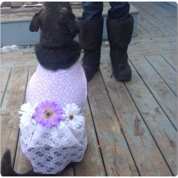 Dog Pet Dress Hoodie Costume, Dog Birthday Tutu Dog Princess Costume Pet Clothes - Picture 3 of 12